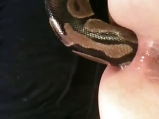 Snake - Snake In Ass