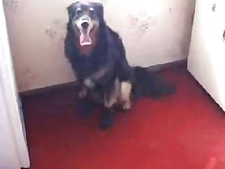 Cute Teen Fucks Dog Part 5