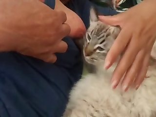 Cat Breastfeeding 2