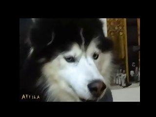 Lovemaking Videos