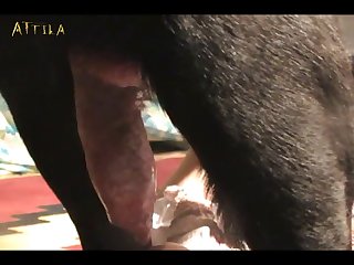 Videos Of Doggy