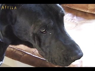 Ponp Video