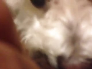 Dog Licking My Pussy