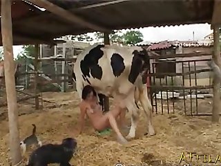 Bizarre Cow Sex 004