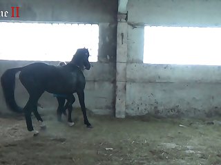 Dog Por