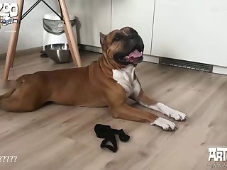 So Then I Guess You’re Ready For The Next Dog