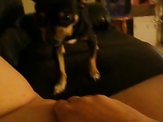Je Sais Chien Je Sais Reconnaissant Ce Qu'il Pensait