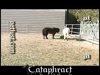 À Se Frotter Contre Lui Puis À Le Faire La Poursuivre Pendant Qu'elle