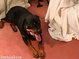 I Was Sucking Doggy Like He Was My Boyfriend My Lips Begging Him To Fill My Mouth With His Bitter Seed