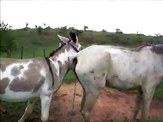 Donkysex Animal Sex Zootube365.com