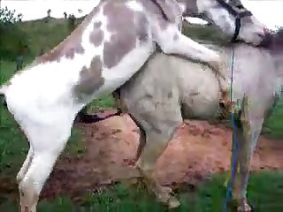 Donkysex Animal Sex Zootube365.com