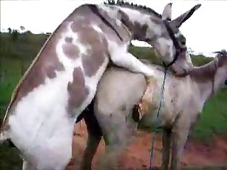 Donkysex Animal Sex Zootube365.com