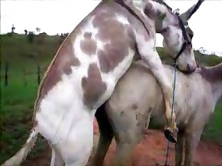 Donkysex Animal Sex Zootube365.com