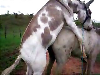 Donkysex Animal Sex Zootube365.com