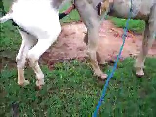 Donkysex Animal Sex Zootube365.com