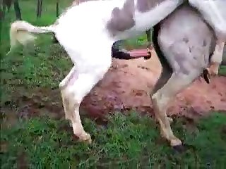 Donkysex Animal Sex Zootube365.com