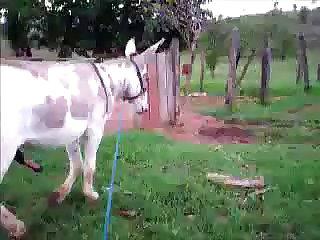 Donkysex Animal Sex Zootube365.com