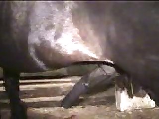Zoo Mistress Beast Horse In Stall Incredible Cumshot In Pussy