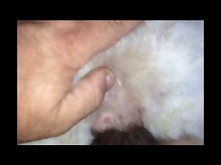 Getting Her Beauty Peep Ava Addams With Animals