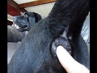 Aluzky Petting His Boyfriend Tailhole