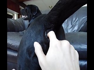 Aluzky Petting His Boyfriend Tailhole
