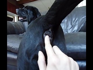 Aluzky Petting His Boyfriend Tailhole