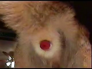 Gsd Dirtyfox 015.mpg