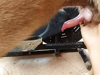 Malinois Masturbation