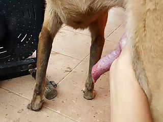 Malinois Masturbation