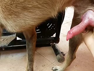 Malinois Masturbation