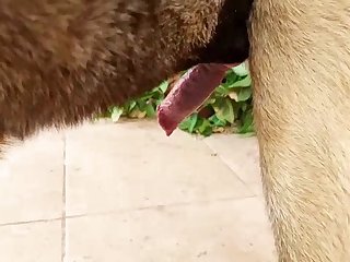Malinois Masturbation