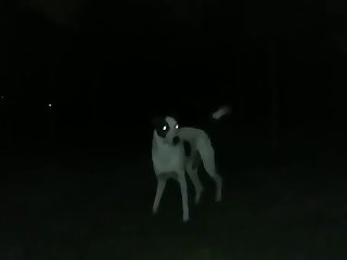 Dog Fucks Shemale Prostitute For Money