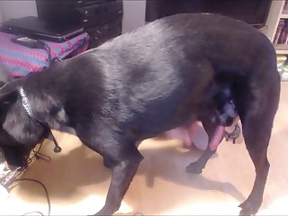 Gay Boy With A Dog Cock Inside His Mouth