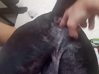 Anal Fingering Male Dog
