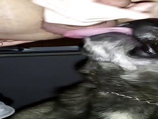 Bitch Boy Get Rimmed By His Fixed Master