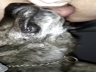 Bitch Boy Get Rimmed By His Fixed Master