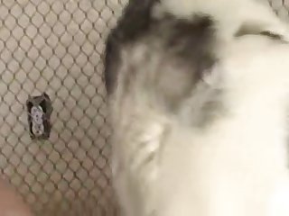 Cumming On Husky Cock