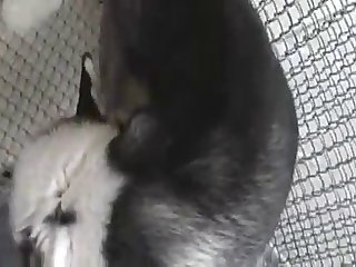 Cumming On Husky Cock