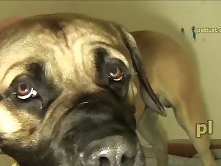 Excited Mastiff P137 Petlust