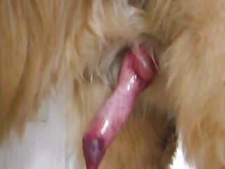 Aluzky Hcock Kissing Knotted