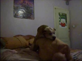 Guy Mounted By Two Dogs