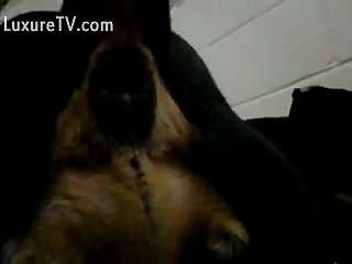 The Slut Sex With Dog