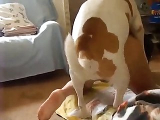 Perro Gay Coje A Hombre