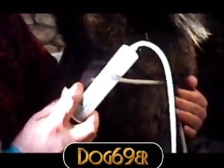 Akita Wolf Dildo Anal Dog69er