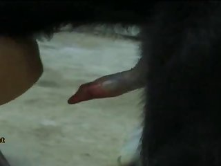 Monkey Zoo Porn
