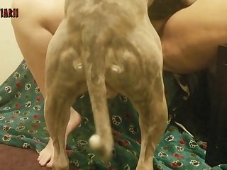 Bestiality Porn Law