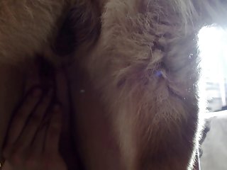 Top Bestiality Porn Sites