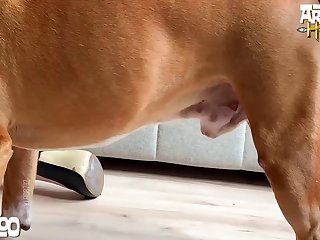 Teen Porn Bestiality