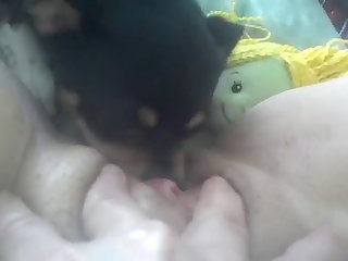Porn Animal Licking Pussy