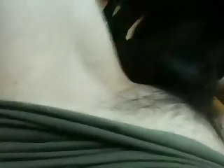 Animal Party Porn
